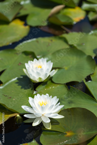 white water lilly