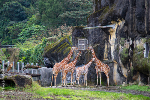 餌を食べるキリンの群れ（台北動物園）