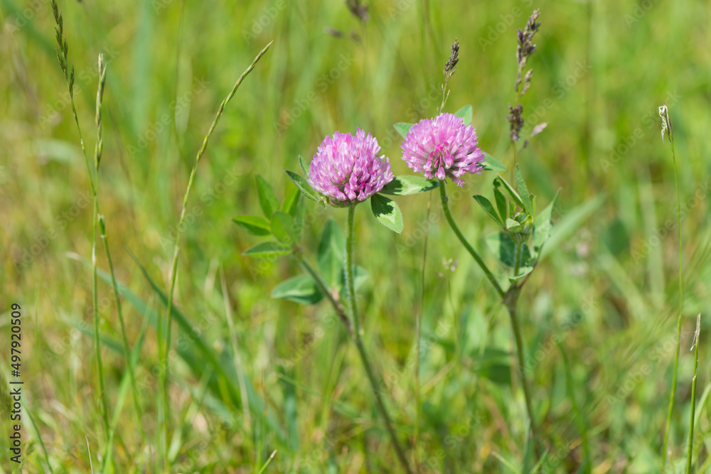 clover in the grass clover in the grass