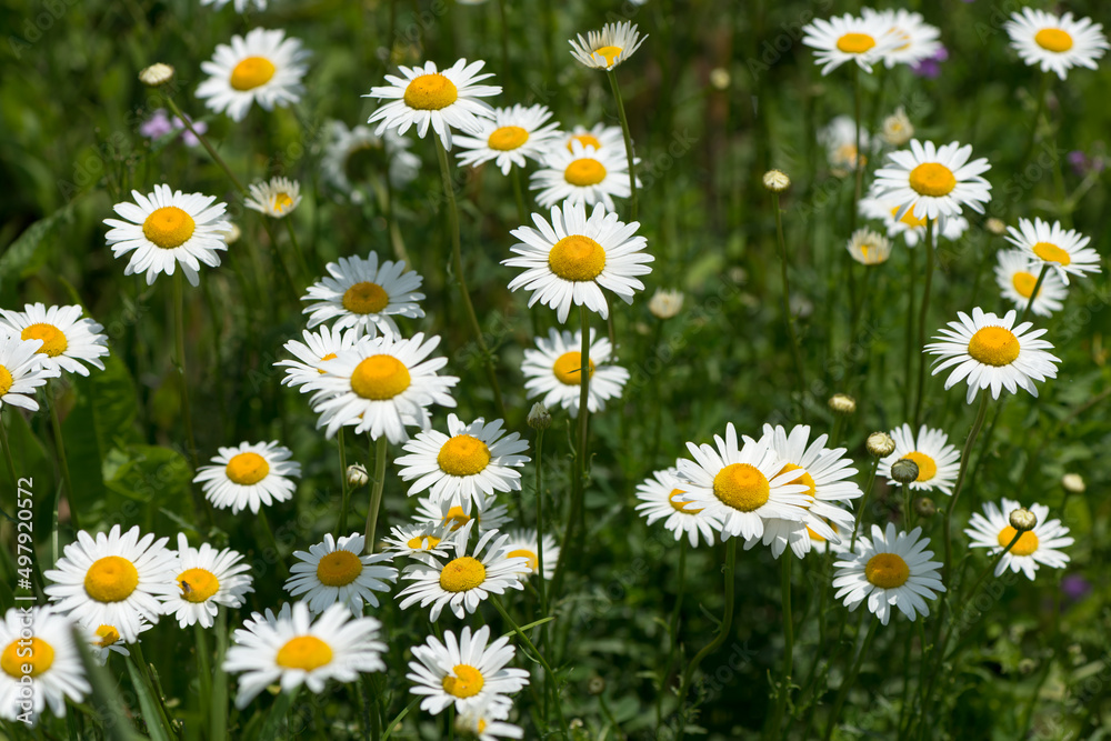 Fototapeta premium field of daisies