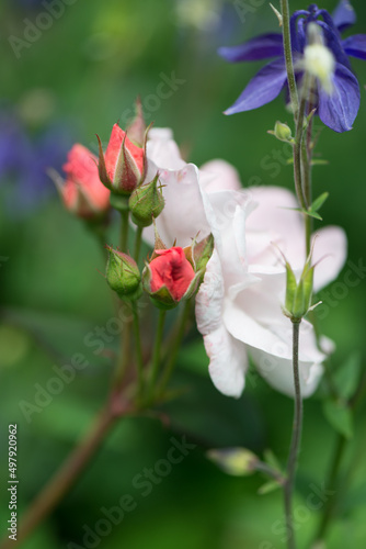 rose buds and columbines (Aquilegia) on a deep green background