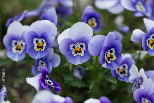 violet blue pansies