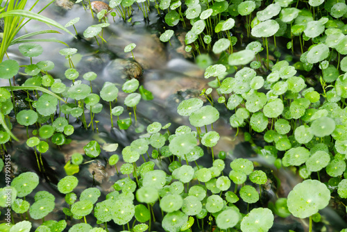 Hydrocotyle vulgaris and water flowing photo