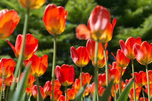 red and yellow tulips on a green background