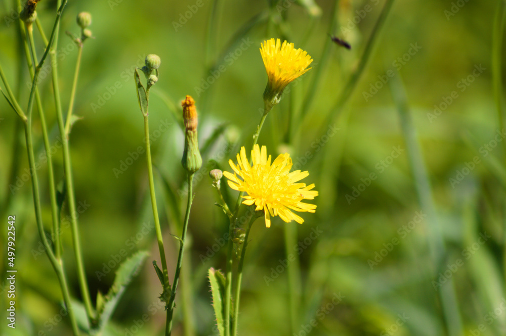 Closeup of perennial sowthistle in bloom with green blurred plants on background Closeup of perennial sowthistle in bloom with green blurred plants on background