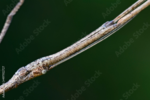 Portrait of White-kneed Stick Insect - Acacus sarawacus, unique special insect from Sarawak forests, Borneo, Malaysia.