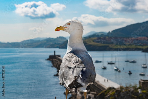 gull with sea and population in the background