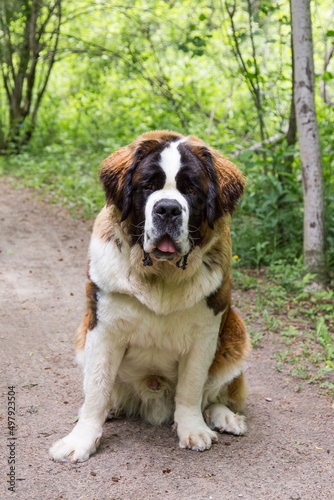 Vertical portrait of male adult tricolour Saint Bernard dog sitting in park path staring with mouth open