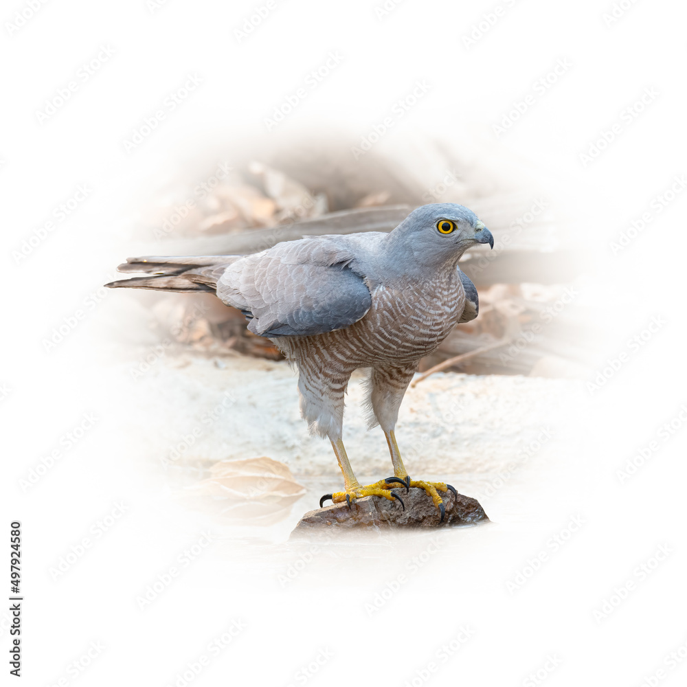 Fototapeta premium Shikra perching on a stone looking into a distance