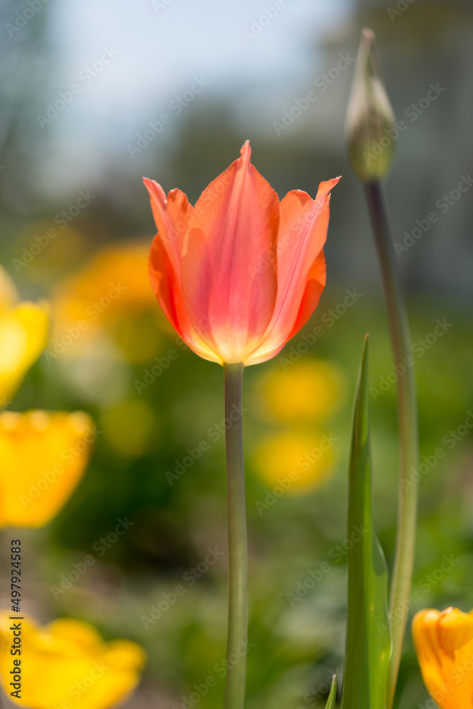 tulip aglow in the garden