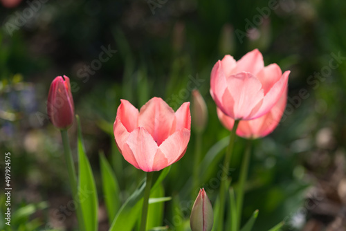 pink tulips in spring