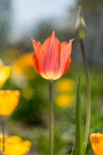 tulip aglow in the garden