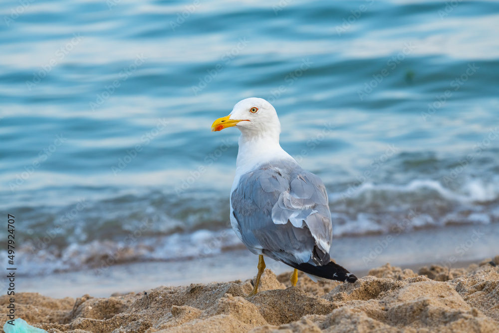 Big seagull on the sea beach at the clear summer evening, wild nature birds