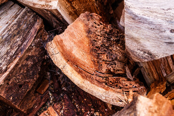 Fototapete Brennholz Textur Rotten old poplar tree, texture  © Iryna Miadzvedzeva