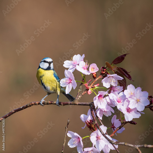 Stunning Spring image of Blue Tit Cyanistes Caerulueus bird on pink blossom tree in woodland landscape setting