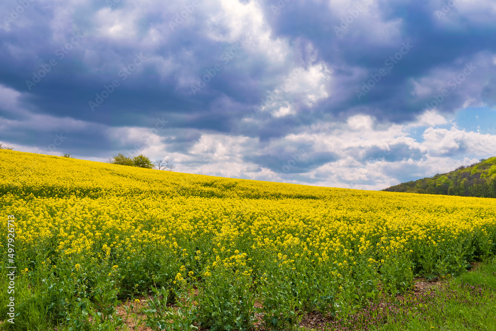 View over a yellow blooming rapeseed field under a sky overcast with rain clouds in Rheinhessen/Germany