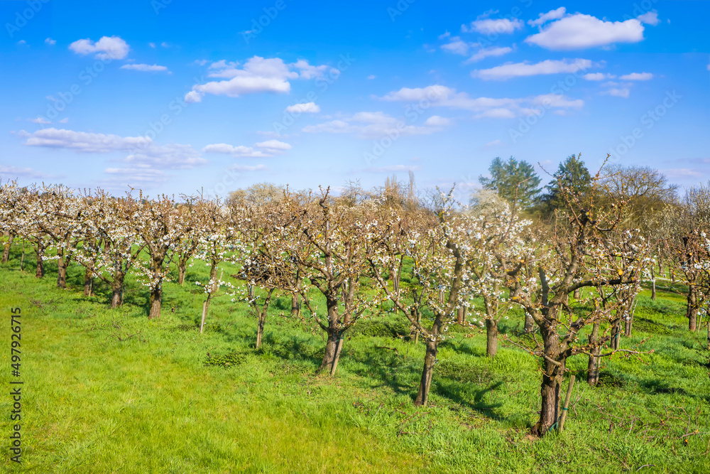 Young flowering cherry trees in a row near Wiesbaden/Germany in the Rheingau