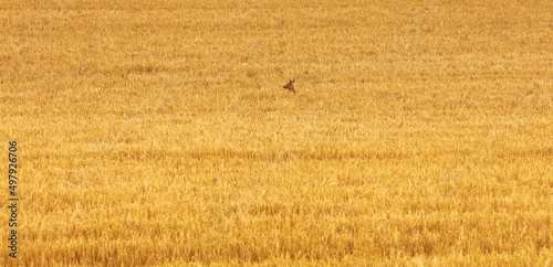 Red deer heat sticking out of a golden cornfield
