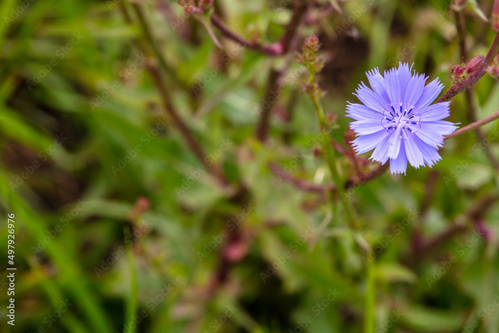 blue blooming asteraceae making a beautiful background