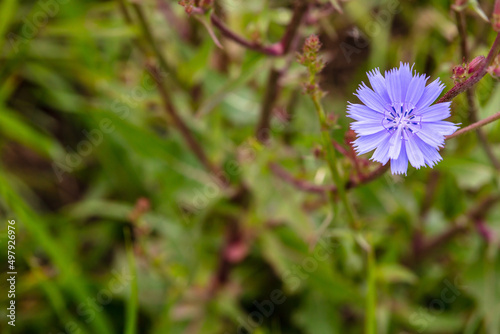 blue blooming asteraceae making a beautiful background