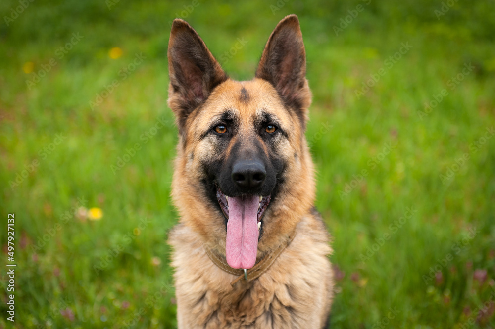 german shepherd dog