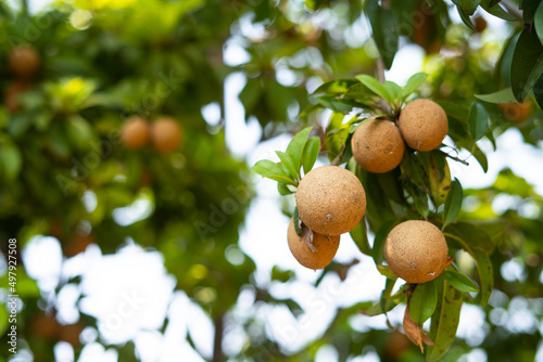 Close up shot of sapota fruits on tree at farmladnd - concept of environment, freshness and nature