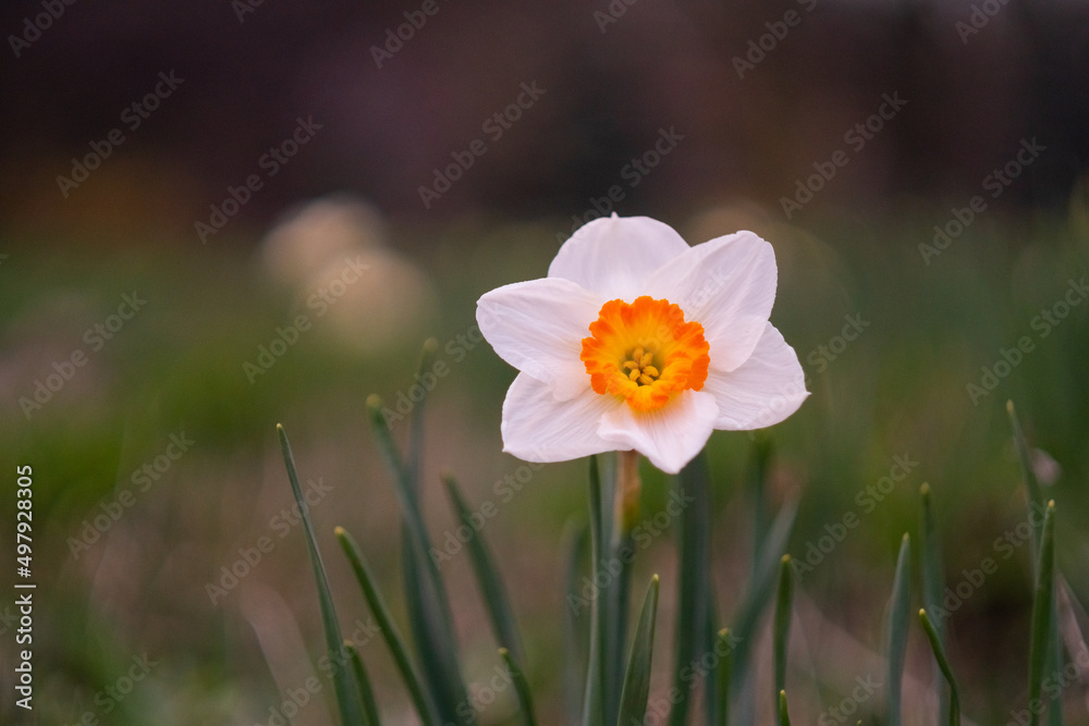 Orange white daffodil Erlicheer in bloom or ice follies. А beautiful flower narcissus on the lawn, closely photographed Orange white daffodil Erlicheer in bloom or ice follies. А beautiful flower narcissus on the lawn, closely photographed