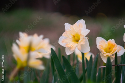 Orange white daffodil Erlicheer in bloom or ice follies. White narcissus on the lawn, closely photographed