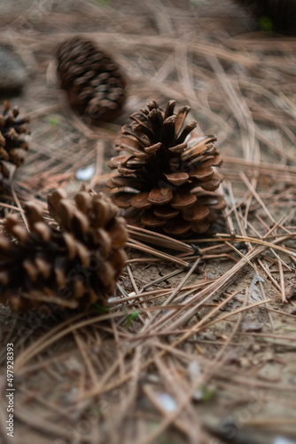 pine cones fallen on the ground in the forest