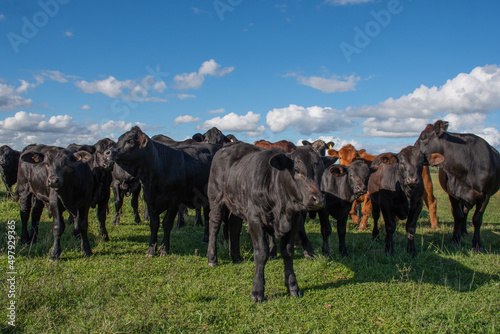 Fototapeta Naklejka Na Ścianę i Meble -  Vacas Brangus en un Campo en Santa Fe, Argentina