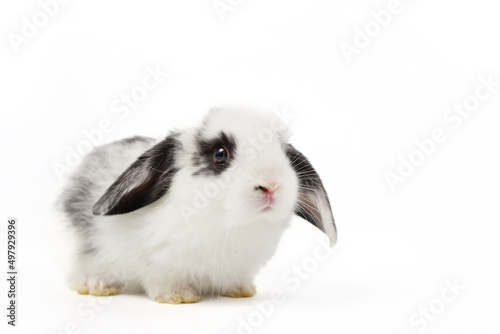 young adorable rabbit isolated on white background with copy space