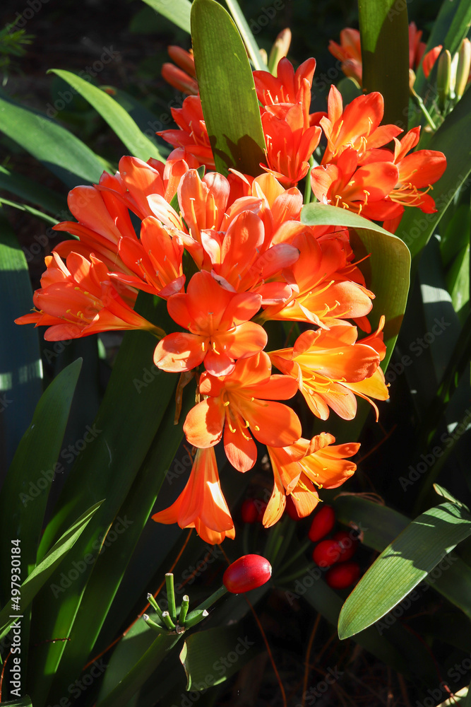 Natural Clivia lily flower plant, garden photography Natural Clivia lily flower plant, garden photography