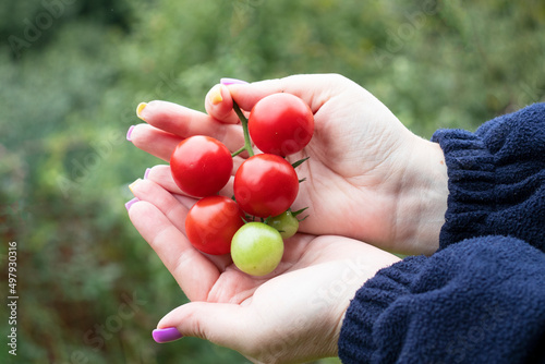 branch with red cherry tomatoes to the girl's hands