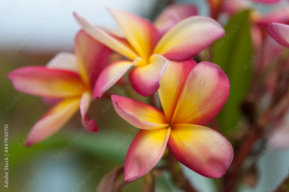frangipani plumeria flowers frangipani plumeria flowers