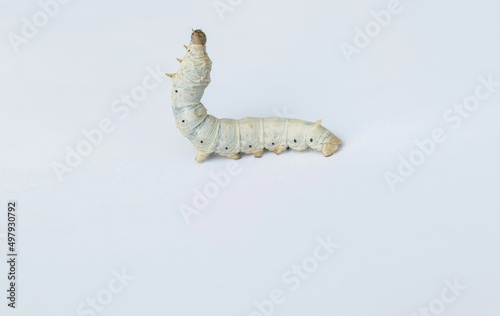 One silkworm on white background