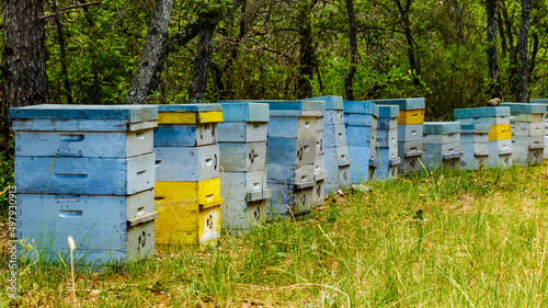 Bee hives in green forest. Beekeeping. © anetlanda