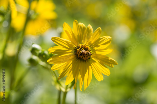 yellow flower in the garden (Silphium perfoliatum or cup plant)