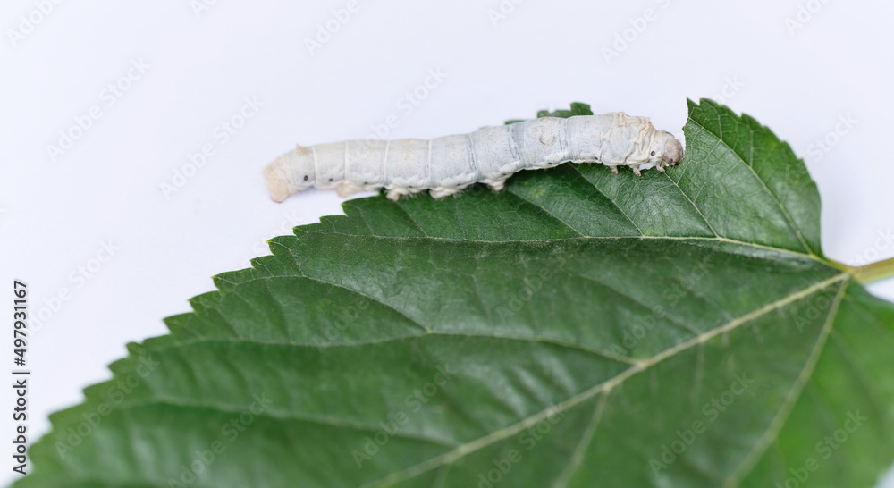 One silkworm eating mulberry leaf One silkworm eating mulberry leaf