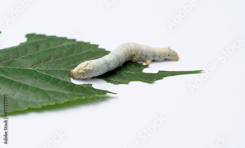 One silkworm eating mulberry leaf © xy