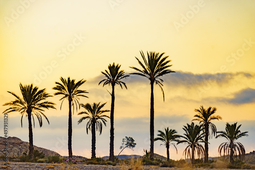 Palm trees in Sierra Alhamilla mountains  Spain