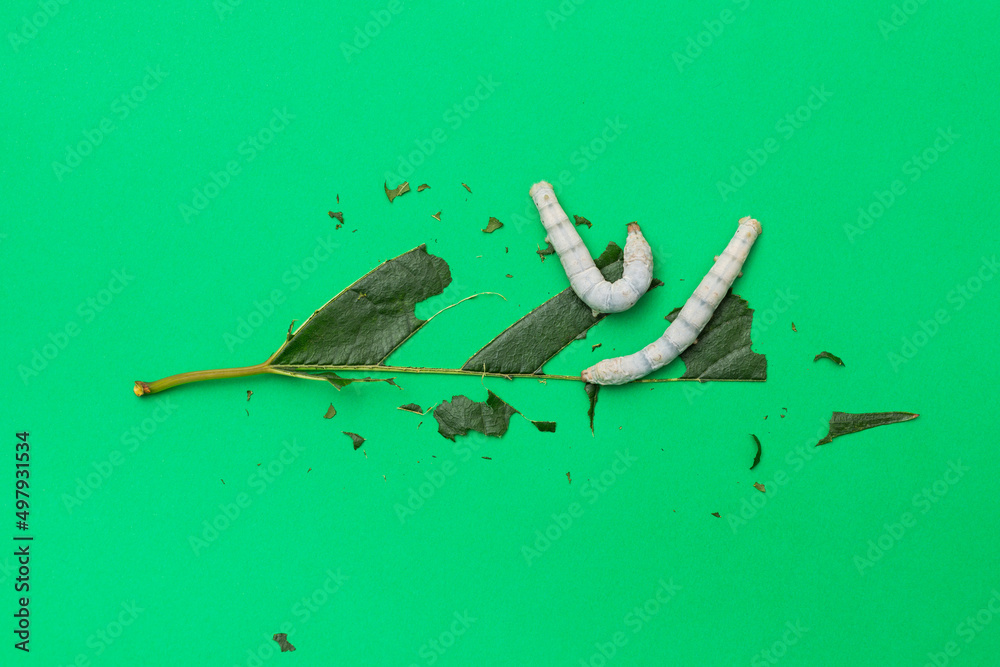 Fototapeta premium Two silkworms eating mulberry leaf