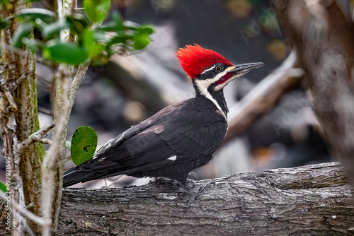 A red, black, and white male pileated woodpecker bird is perched on a tree branch in a tangled mangrove at Ding Darling National Wildlife Refuge on Sanibel Island, Florida. photo