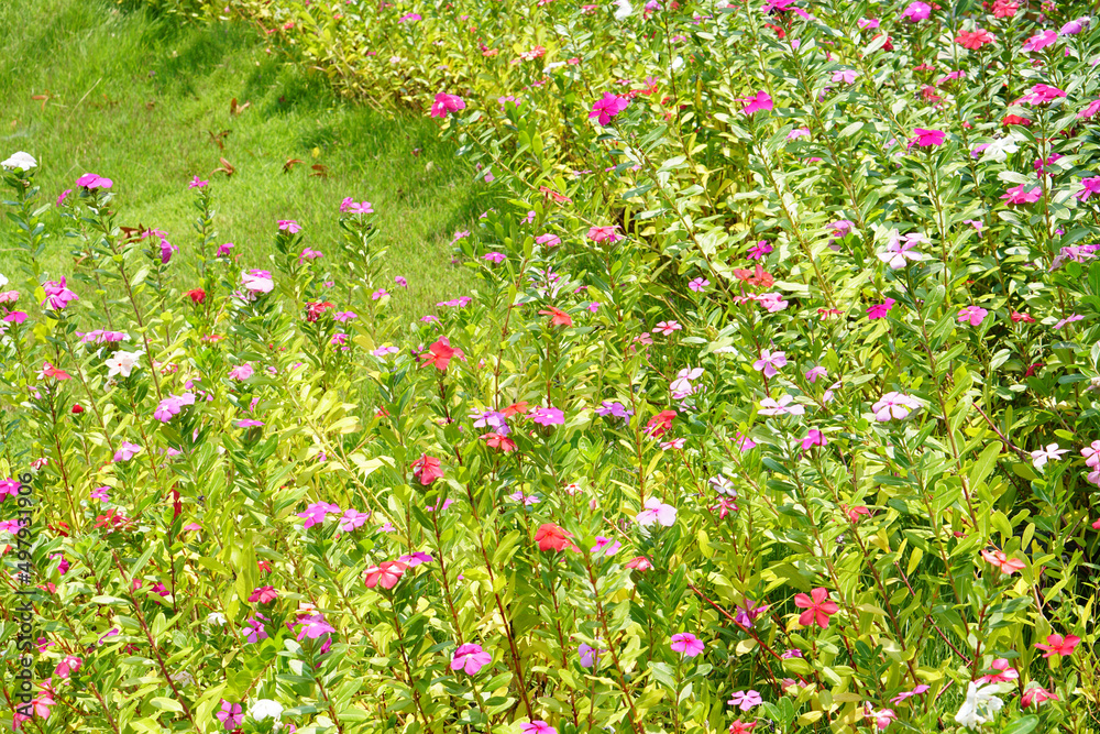 colorful flowers in a beautiful park colorful flowers in a beautiful park