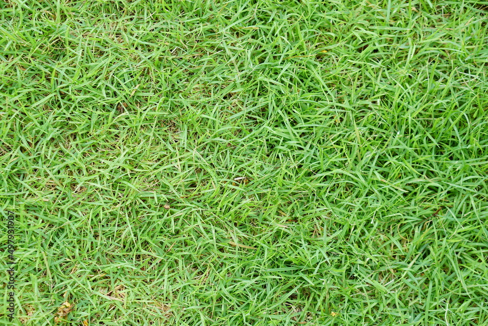 green grass background in football field green grass background in football field
