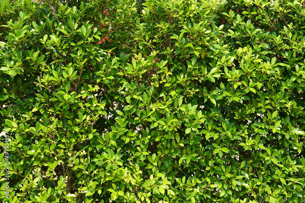 green leaf wall background with letters