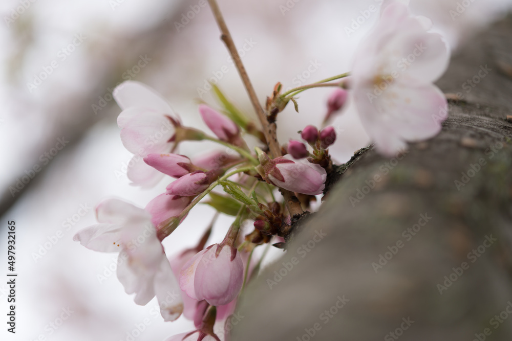 cherry blossom buds on a branch - bokeh background cherry blossom buds on a branch - bokeh background