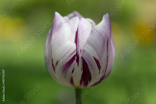 isolated close up of a tulip under delicate light on a bokeh green background