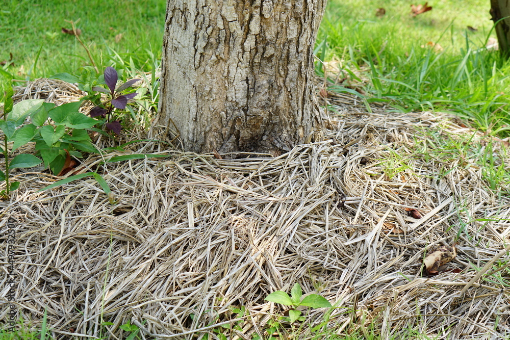 Trees using rice straw to cover the sludge to reduce water evaporation. Trees using rice straw to cover the sludge to reduce water evaporation.