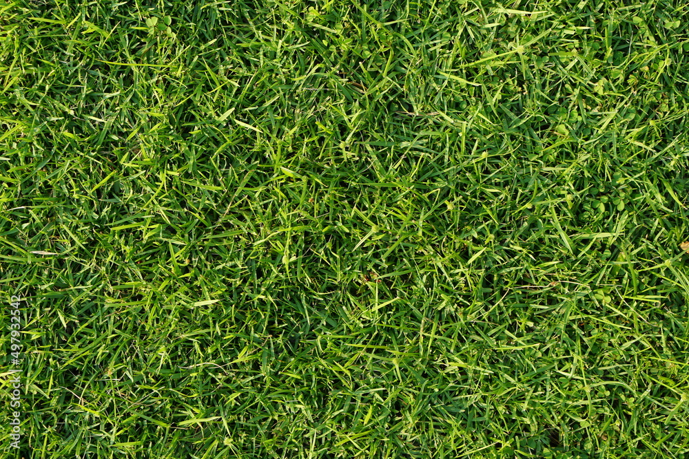 green grass background in football field green grass background in football field