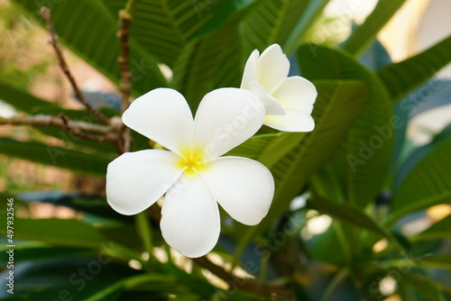 white frangipani flowers in the park